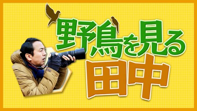 野鳥を見る田中